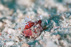 BD-111124-Raja-Ampat-5109-Ancylomenes-holthuisi-(Bruce.-1969)-[Holthuis-Cleaner-Shrimp].jpg